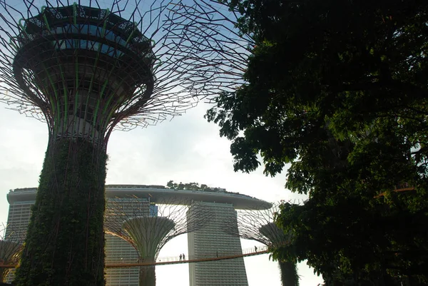 Singapur Supertree Grove Marina Bay Sands Hotel — Stok fotoğraf