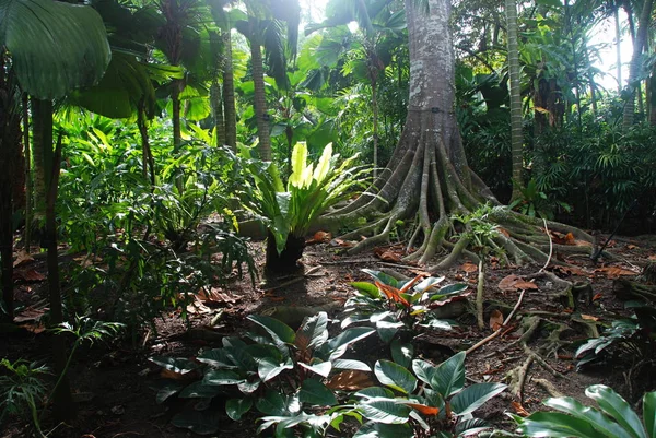 Flora Botanischen Garten Von Singapore Dem Unesco Weltkulturerbe — Stockfoto