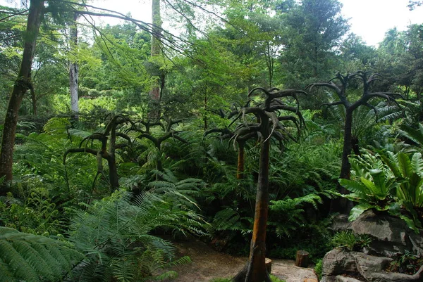 Naturaleza Jardín Botánico Singapur Patrimonio Humanidad Por Unesco — Foto de Stock