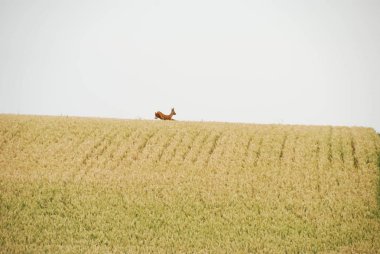 Buğday tarlasında geyik atlama 