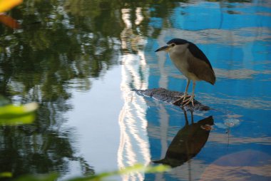 Parkta bir kuş bir gölet yansıyan