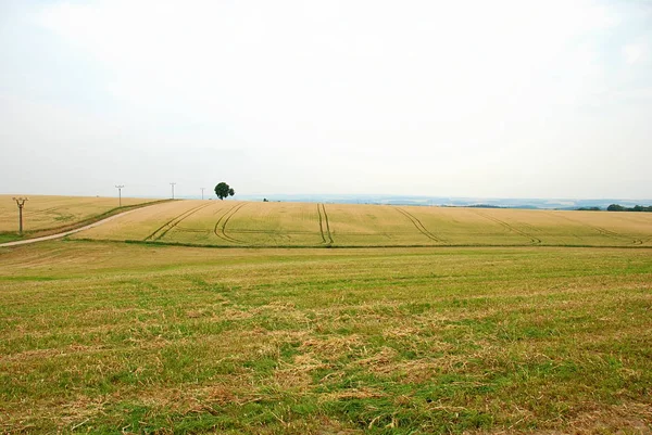 Vista Desde Distancia Del Campo Trigo — Foto de Stock