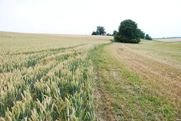 Widok Żółtego Pola Pszenicy — Zdjęcie stockowe