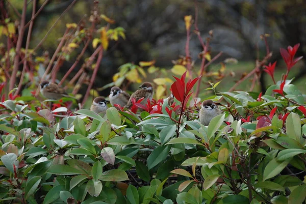Birds in the nature sitting on a bush