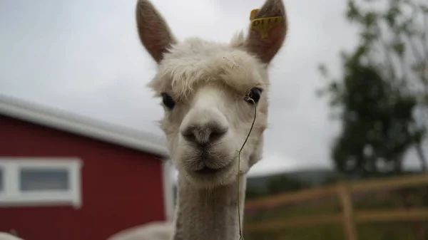 Una Cara Linda Alpaca Blanca Peluda —  Fotos de Stock