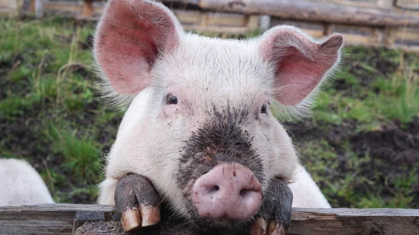 A close up portrait of cute and dirty pig
