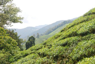 Cameron Highlands Çay Tarlaları Panorama, Malezya