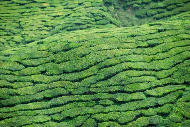 Cameron Highlands, Malezya'daki çay tarlalarının detayı