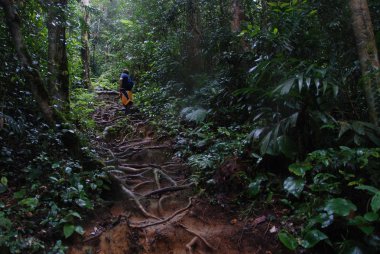 Yürüyüşçü Cameron Highlands, Malezya saf ormanda geçiyor