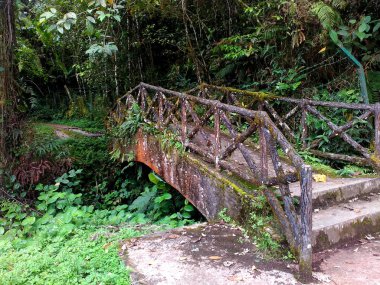 Malezya'da Cameron Highlands üzerinden orman izi birinde bir köprü