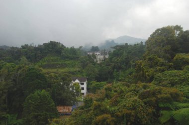 Cameron Highlands, Malezya'da orman ve dağ manzarası