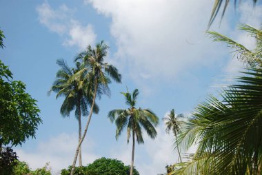 Arka planda berrak mavi gökyüzü ile ormanın ağaç palmiye