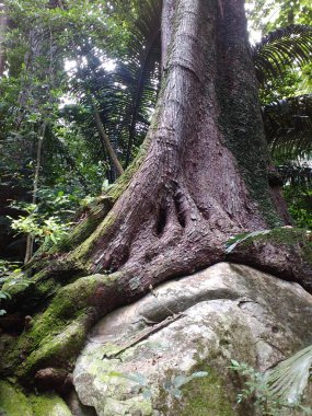 Malezya'nın vahşi doğasında bir taş üzerinde büyüyen bir ağaç gövdesi 