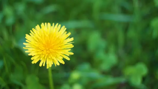 Close View Yellow Dandelion Green Grass Background — Stock Photo, Image