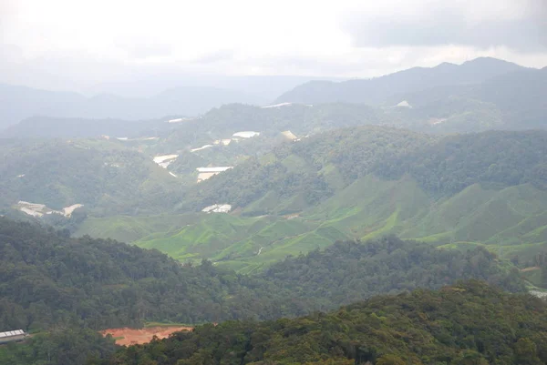 Vista Distância Plantações Chá Cameron Highlands Malásia — Fotografia de Stock