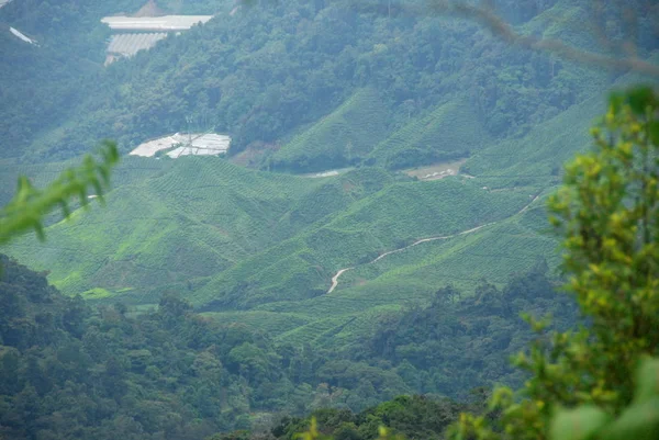 Utsikt Från Avståndet Teplantager Cameron Highlands Malaysia — Stockfoto