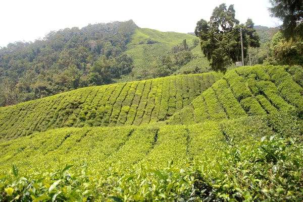 Prachtige Theeplantages Van Cameron Highlands Maleisië — Stockfoto