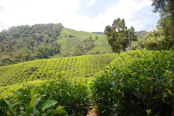 Prachtige Theeplantages Van Cameron Highlands Maleisië — Stockfoto