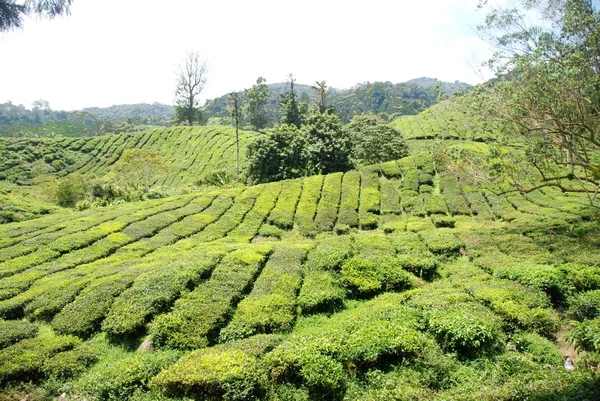 Detail Der Teeplantagen Hochland Von Kamerun Malaysia — Stockfoto