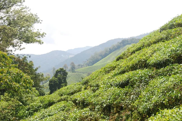 Cameron Highlands Teeplantagen Panorama Malaysien — Stockfoto