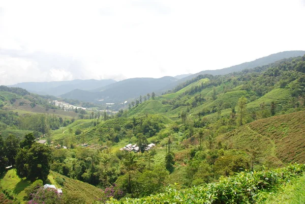 Cameron Highlands Teeplantagen Panorama Malaysien — Stockfoto