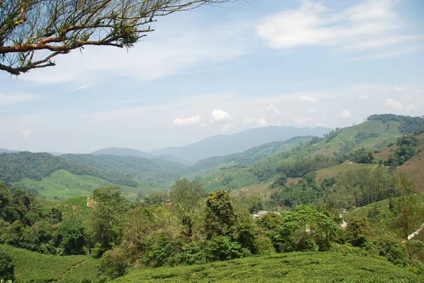 Vista Desde Distancia Las Plantaciones Cameron Highlands Malasia — Foto de Stock