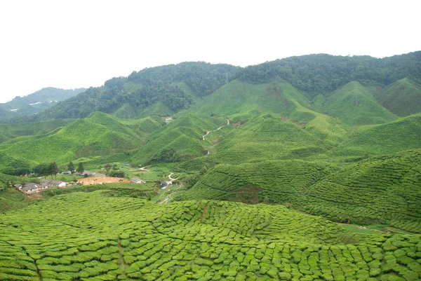Wunderschöne Teeplantagen Hochland Von Kamerun Malaysia — Stockfoto