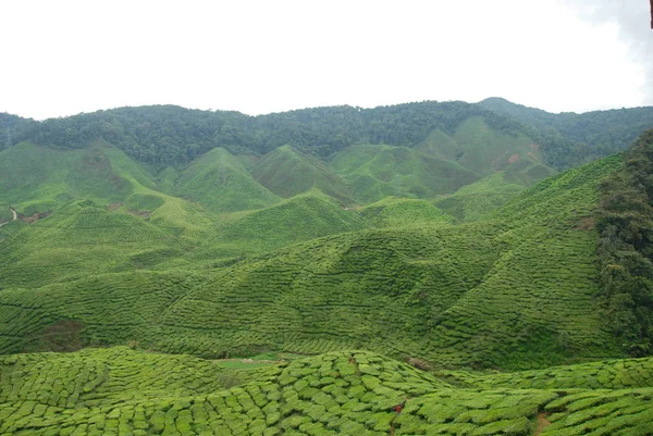 Cameron Highlands Teeplantagen Panorama Malaysien — Stockfoto