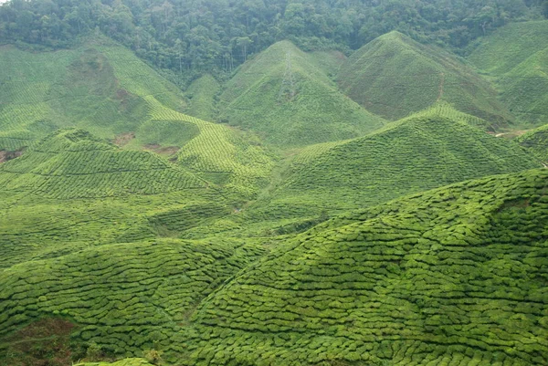 Prachtige Theeplantages Van Cameron Highlands Maleisië — Stockfoto