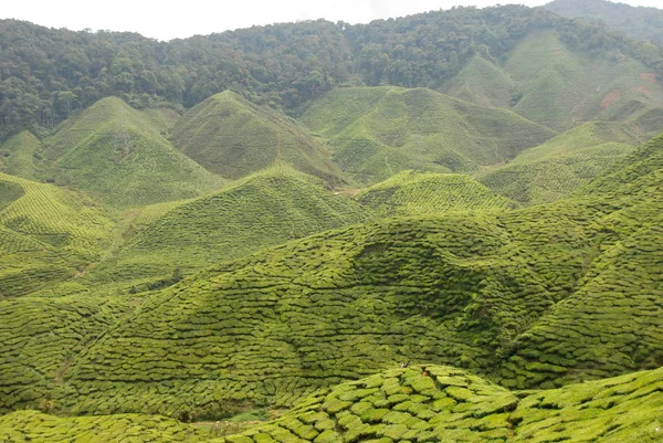 Cameron Highlands Teeplantagen Panorama Malaysien — Stockfoto