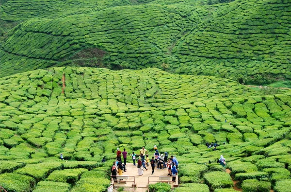 Cameron Highlands Tea Plantations Panorama Малайзия — стоковое фото