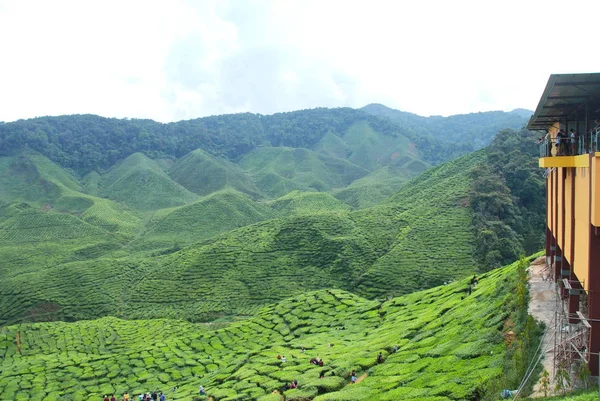 Όμορφες Φυτείες Τσαγιού Από Υψίπεδα Κάμερον Στη Μαλαισία — Φωτογραφία Αρχείου