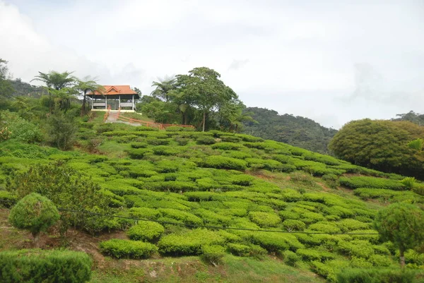 Piękne Plantacje Herbaty Cameron Highlands Malezji — Zdjęcie stockowe