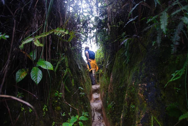 Ein Mann Wandert Durch Den Dschungel Hochland Von Kamerun Malaysia — Stockfoto