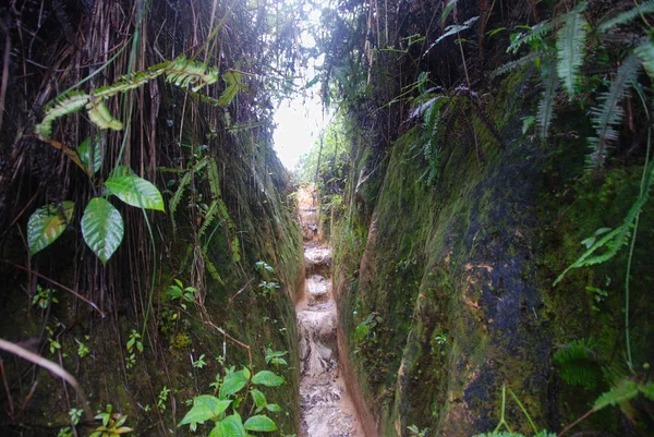 Sendero Selva Través Cameron Highlands Malasia — Foto de Stock