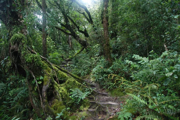 Piękna Natura Dżungli Cameron Highlands Malezja — Zdjęcie stockowe