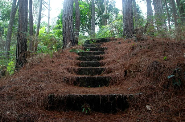 Tangga Ditutupi Oleh Jarum Konifer Hutan Trail Melalui Cameron Highlands — Stok Foto