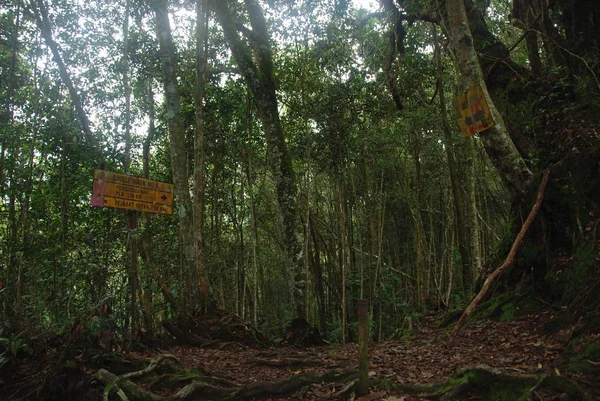 Sendero Selva Través Cameron Highlands Malasia — Foto de Stock