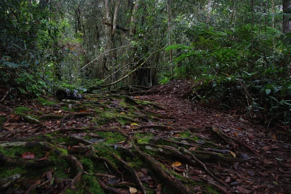 Растения Деревья Волшебных Джунглей Кэмерон Хайлендс Малайзия — стоковое фото