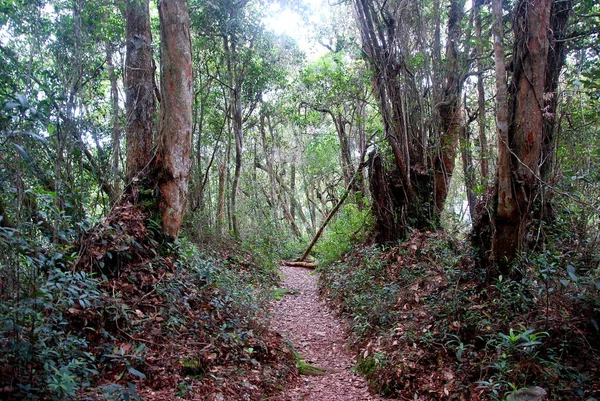 Jungle Trail Melalui Cameron Highlands Malaysia — Stok Foto