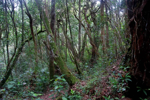 Tiszta Dzsungelben Cameron Highlands Malajzia — Stock Fotó