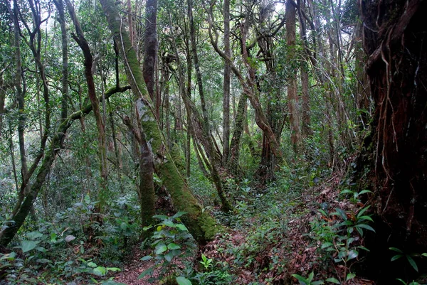 Reiner Dschungel Hochland Von Kamerun Malaysia — Stockfoto