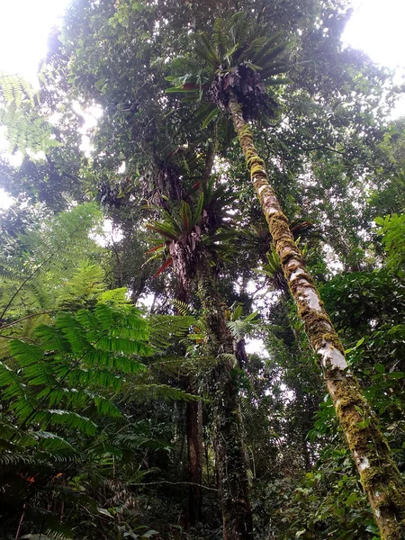 Reiner Dschungel Hochland Von Kamerun Malaysia — Stockfoto