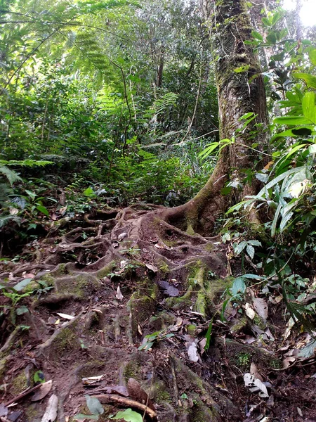 Φυτά Και Δέντρα Της Μαγείας Ζούγκλα Στο Υψίπεδα Κάμερον Μαλαισία — Φωτογραφία Αρχείου