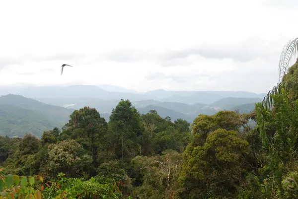 Vista Selva Montanha Cameron Highlands Malásia — Fotografia de Stock