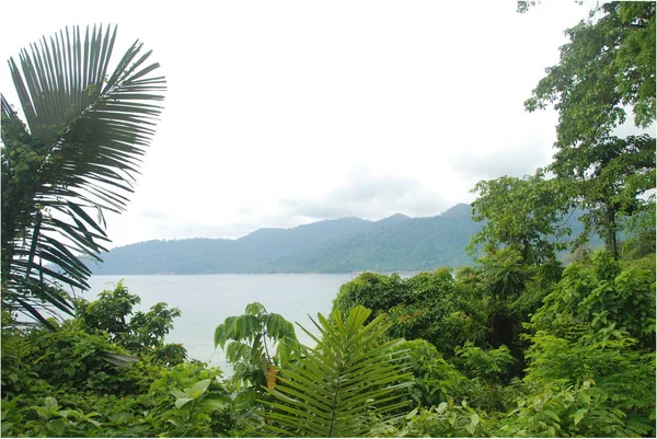 Vue Sur Océan Les Montagnes Île Tioman Travers Les Feuilles — Photo