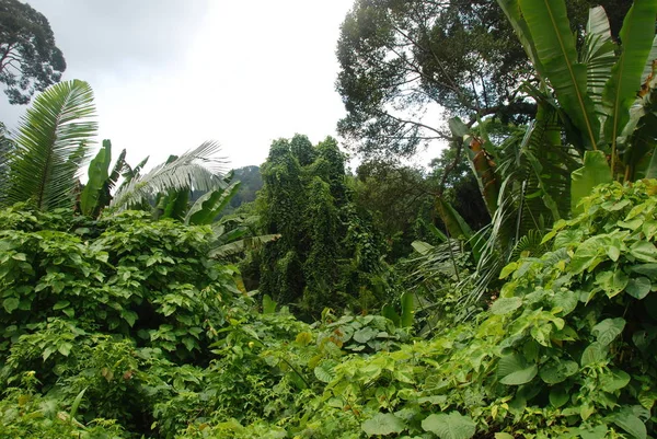 Plantas Árboles Selva Salvaje Isla Tioman Malasia — Foto de Stock