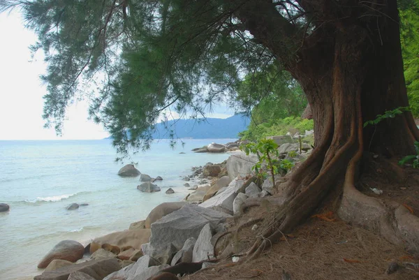 Nature Tioman Island Malaysia — Stock Photo, Image