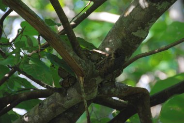 Bir ağacın üzerinde yatan vahşi bir doğada Piton yılanı, Tioman adası, Malezya
