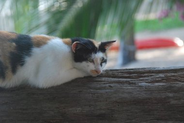 Tahta bir kütükte uyuyan benekli kedi